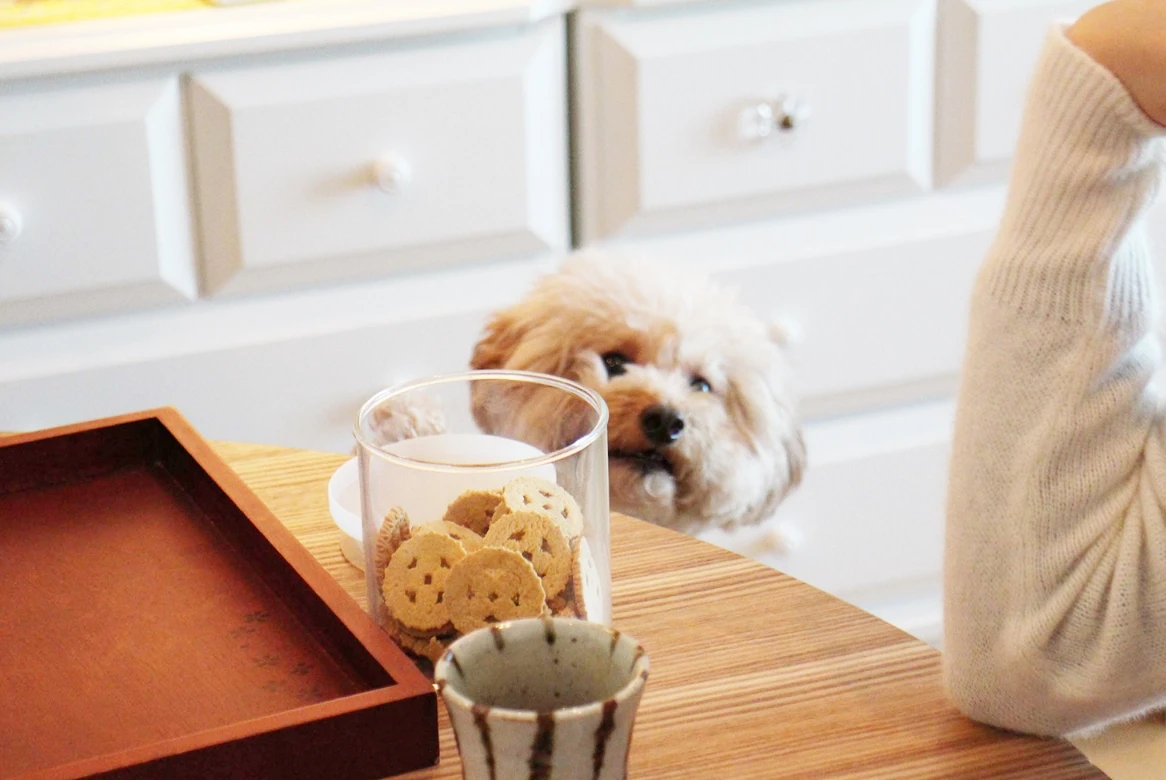 テーブルの側で飼い主を見つめる愛犬の様子